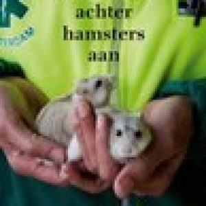 We gingen achter hamsters aan – Bibi Dumon Tak